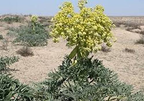 فروش گیاه